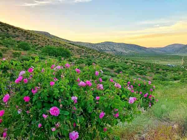 تصویر 2 از قیمت خرید گل محمدی دیم داراب با فروش ویژه